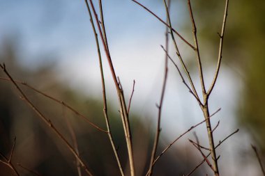görüntü arka plan üzerinde hiçbir yapraklarla geç sonbaharda çıplak ağaç dalları