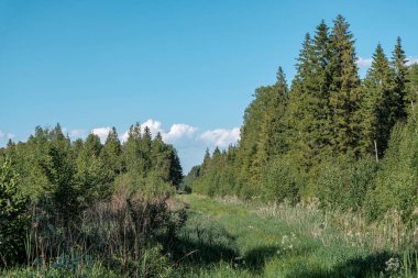 güzel yeşil çayır yakınındaki ormanda sıcak yaz günü yaz çiçek ile. yeşillik doku