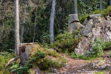 herdem yeşil orman Ladin ve çam ağacı dalları altında. Mayo ve boş yere ile düşük ışık ayrıntıları