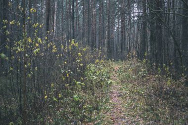 yapraklar ve ağaçlar çevresinde - vintage bir retro görünüm ile perspektif içinde basit kırsal orman yolu