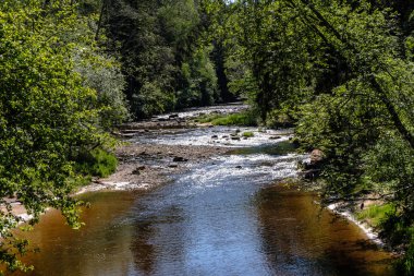 temiz su ve su çimen, bents ve yeşil yeşillik forest yakınındaki göl kenarında sakin yaz günü göster