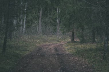 temiz çam ağacı orman çamur ve yeşil yaprakları ile toprak yol. koyu renkler