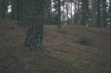Ladin ve çam ağacı ve yeşil yaprakları ile karanlık sonbahar orman.