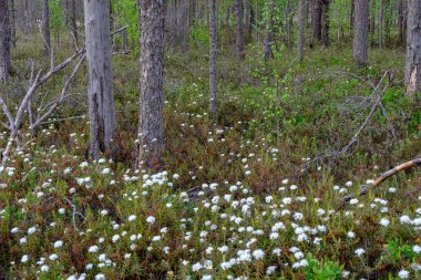 Alan Manzaralı yalnız çam ağaçları ve yaz yeşil yeşillik çevre çim alanları ile bataklık