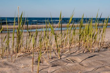 panoramik deniz plaj manzarası içinde kaya, bitkiler ve temiz su ile yaz aylarında güneşli bir gün
