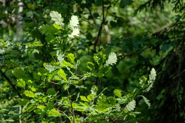 arka planlar ve dokuları tarafsız doku için hafif yaz aylarında derin yeşil yeşillik