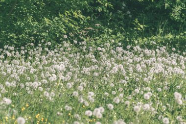Karahindiba kabartmak ile lots-in güneş ışığı - retro vintage yaz yeşil çayır bak