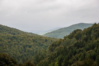 Tatra mountains, Slovakya için sisli orman görünümünü