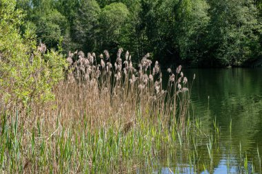 temiz su ve su çimen, bents ve yeşil yeşillik forest yakınındaki göl kenarında sakin yaz günü göster