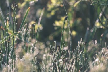 sert gölgeler ve orman - vintage bir retro görünüm parlak gün ışığında yaz yeşil yeşillik