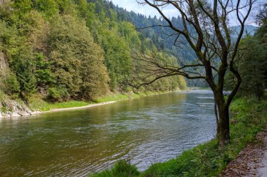 Yeşil su Nehri yaz aylarında ağaçların arkasında. Dunajec, Slovakya