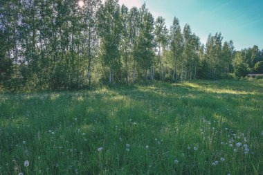 güzel yeşil çayır yakınındaki ormanda sıcak yaz günü yaz çiçek ile. yeşillik doku - vintage retro bak