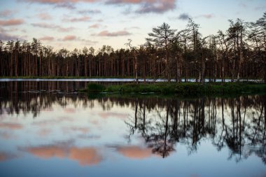 geç yaz, sakin su ve yeşil bitki örtüsü yansımalar akşam güneşi bataklık göller üzerinde