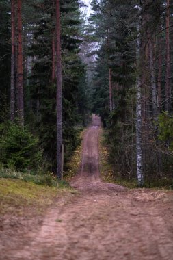 temiz çam ağacı orman çamur ve yeşil yaprakları ile toprak yol. koyu renkler