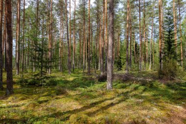 herdem yeşil orman Ladin ve çam ağacı dalları altında. Mayo ve boş yere ile düşük ışık ayrıntıları
