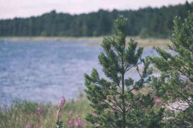 panoramik deniz plaj manzarası içinde kaya, bitkiler ve temiz su ile yaz aylarında güneşli bir gün