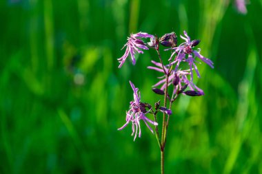 kırsal Bahçe çiçek üzerinde arka plan ve yeşil yapraklar yaz aylarında bulanıklık