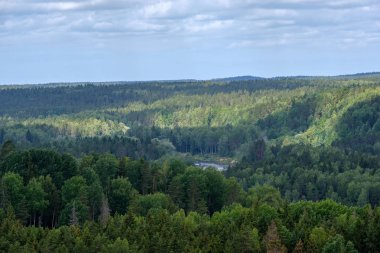 herdem yeşil orman puslu günde yukarıda da görüleceği. uzak ufuk