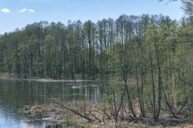 Göl kıyısında ormanla doğal görünümü 