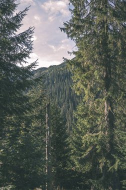 erken sonbahar renkleri - vintage bir retro görünüm içinde ağaçlar ve ormanlar ile kaplı bulutlu ve sisli Slovakça Western Karpat Tatra dağ manzarası