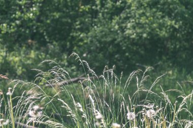 sert gölgeler ve orman parlak gün ışığında yaz yeşil yeşillik