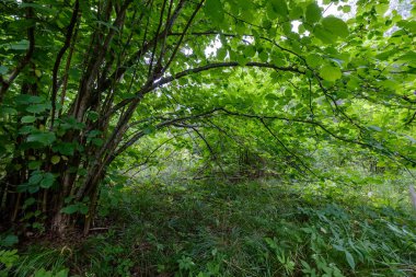 arka planlar ve dokuları tarafsız doku için hafif yaz aylarında derin yeşil yeşillik