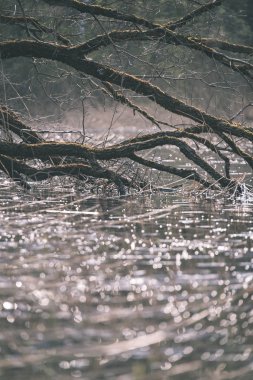göl kıyısı ile yeşil yaz ayrı ağaçlarda arazi üzerinde. aracılığıyla görülen su ve yeşillik ön planda yeşil 