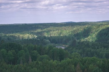 herdem yeşil orman puslu günde yukarıda da görüleceği. uzak ufuk 