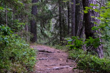 Toprak yol çam ağacı ormandaki görünümünü 