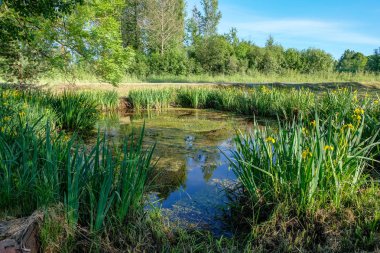 temiz su ve su çimen, bents ve yeşil yeşillik forest yakınındaki göl kenarında sakin yaz günü göster