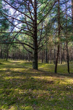 erken ilkbaharda ağaçlar ıslak boş ormanda bırakır. çıplak doğa sahne