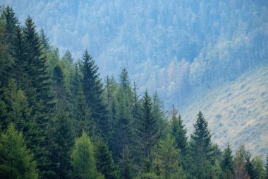 Çoklu Seviye alanları ve ormanları dağ bölgesinde. Slovakya. ağaçlar ve çayırlar üzerinde sis