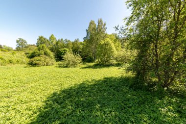 sert gölgeler ve orman parlak gün ışığında yaz yeşil yeşillik