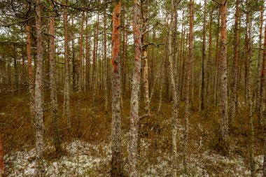 yeşil çimenlerin üzerinde kuru uzak ağaçlar ve ilk kar manzaralı bataklık. donuk akşam yıldırım. Karanlık gölgeler