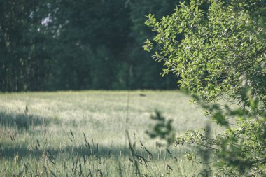 elma ağacı dalları yeşil yaz gün yağmur ile. yeşil elma - vintage bir retro görünüm tam