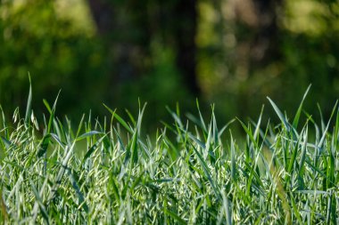 Seçici odak, gün ışığı yeşil bitkilerin