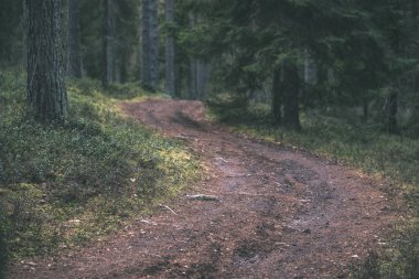 temiz çam ağacı orman çamur ve yeşil yaprakları ile toprak yol. koyu renkler - retro vintage bak
