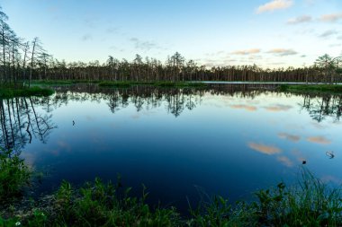 geç yaz, sakin su ve yeşil bitki örtüsü yansımalar akşam güneşi bataklık göller üzerinde