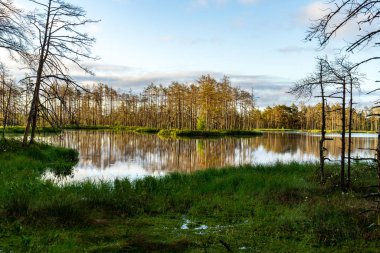 geç yaz, sakin su ve yeşil bitki örtüsü yansımalar akşam güneşi bataklık göller üzerinde
