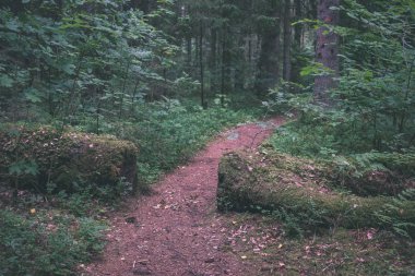 temiz çam ağacı orman çamur ve yeşil yaprakları ile toprak yol. koyu renkler