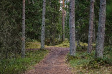 temiz çam ağacı orman çamur ve yeşil yaprakları ile toprak yol. koyu renkler