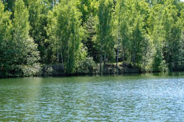temiz su ve su çimen, bents ve yeşil yeşillik forest yakınındaki göl kenarında sakin yaz günü göster