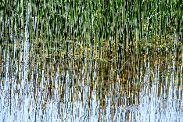 Vista Calma Dia Verão Junto Lago Com Água Limpa Grama — Fotografia de Stock