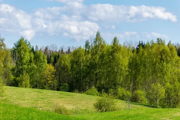 简单的平原乡村春天的风景与新鲜的绿色草地和森林 蓝天结束 — 图库照片