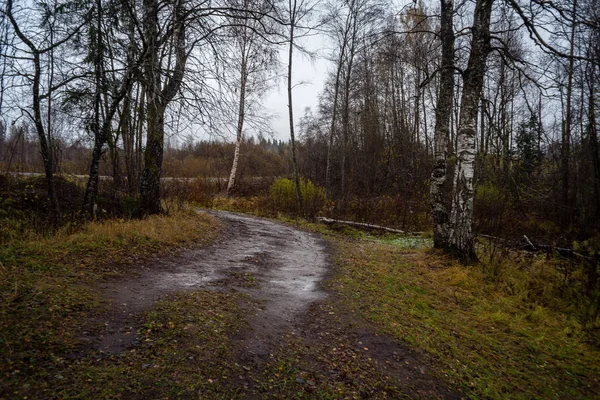 Einfache Landschaft Waldstraße Perspektive Mit Laub Und Bäumen Herum — Stockfoto