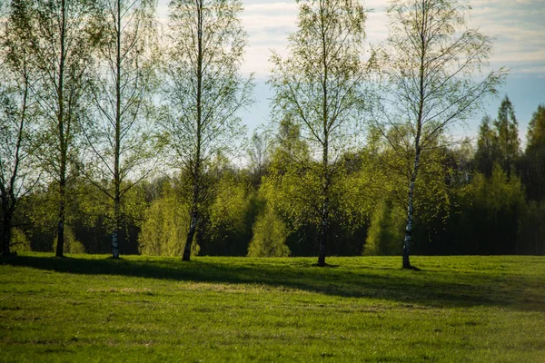 Campagne Simple Plaine Paysage Printanier Avec Des Prairies Verdoyantes Fraîches — Photo