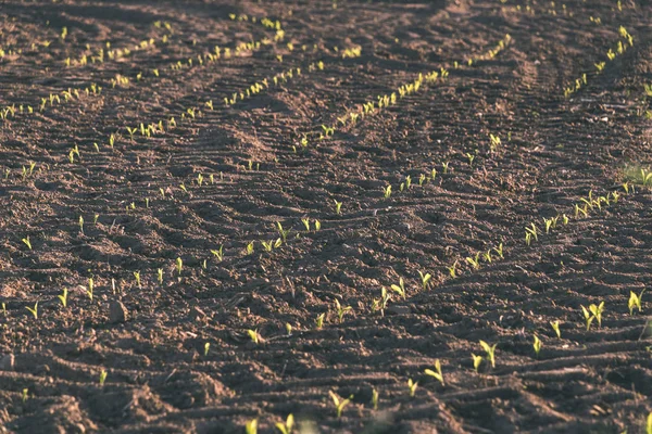 Campos Agrícolas Recién Cultivados Listos Para Cultivar Alimentos Aspecto Retro —  Fotos de Stock