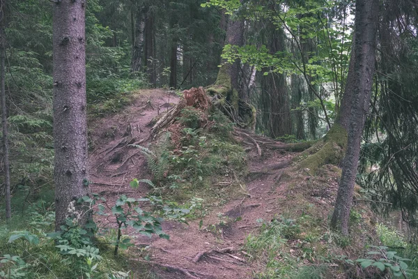 Feldweg Sauberen Kiefernwald Mit Schlamm Und Grünem Laub Herum Dunkle — Stockfoto