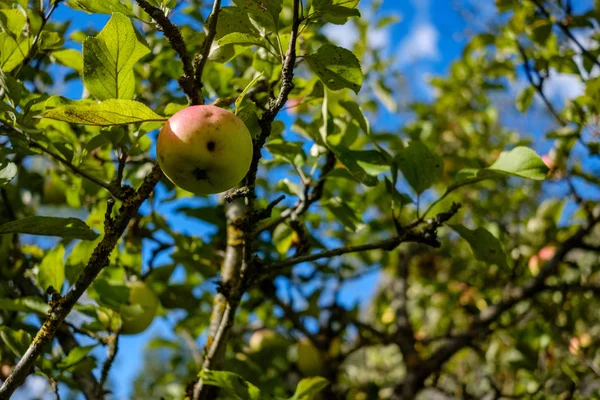 Manzanas Frescas Colgando Árbol Escena Jardín Con Gotas Rocío — Foto de Stock