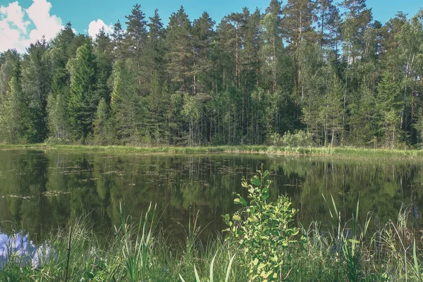 Temiz Çimen Bents Yeşil Yeşillik Forest Yakınındaki Göl Kenarında Sakin — Stok fotoğraf